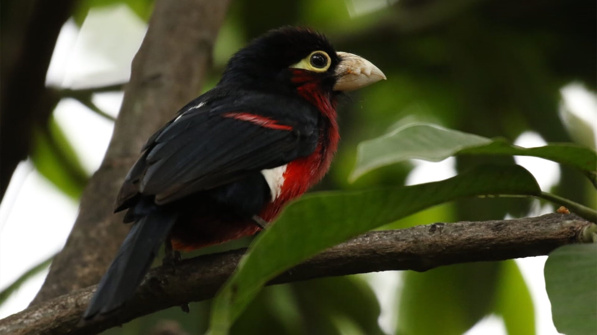 全国青少年“践行绿色”篮球比赛在湖北恩施顺利举办,全国青少年蓝球比赛