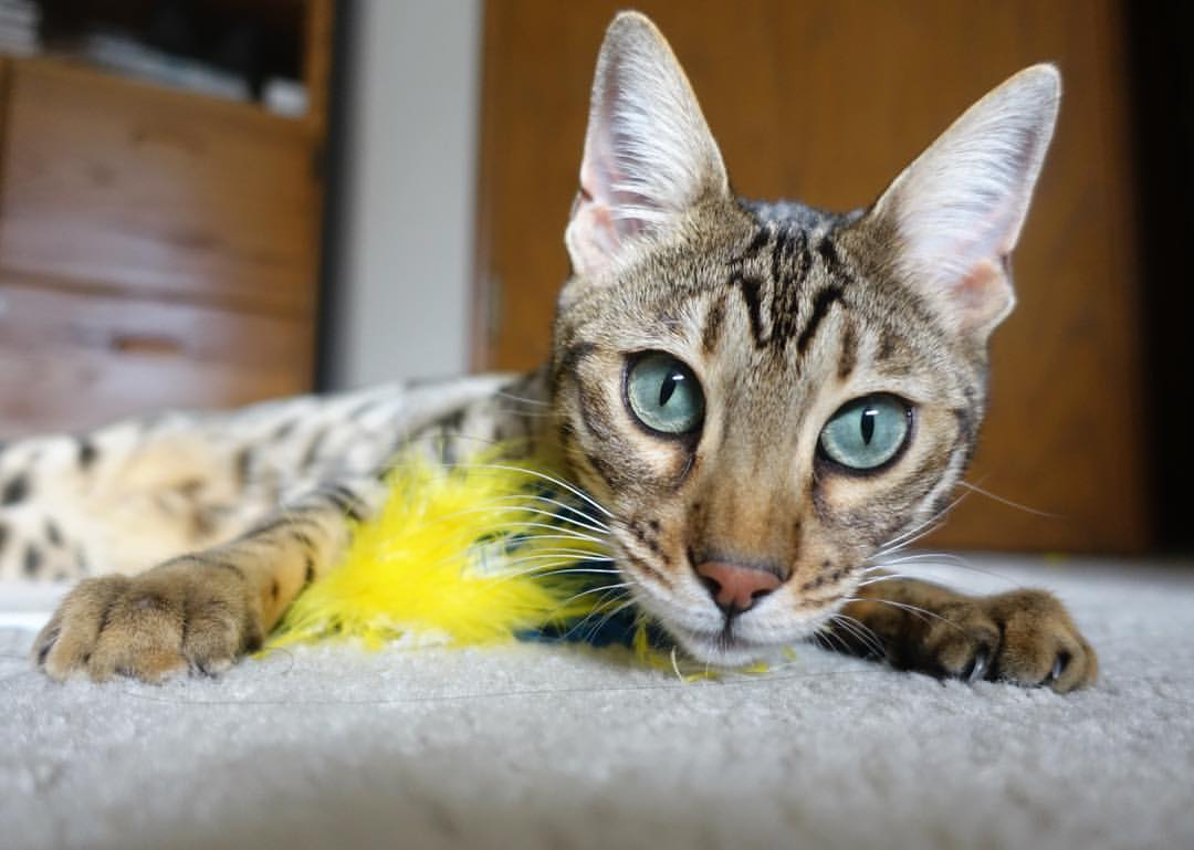 德甲:拜仁稳居第一,多特追赶两分,多特拜仁欧冠