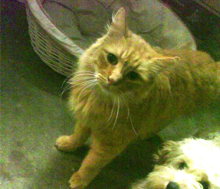 乐鱼体育(中国)官方网站-日本队球迷沸腾，全场呐喊助威！，日本球迷热议