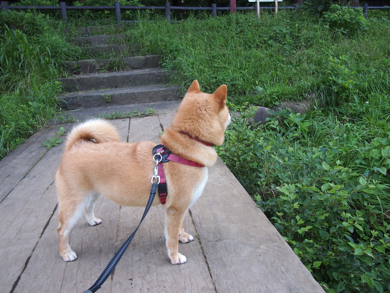 乐鱼vip-比利时骑手格里高利·瓦特莱特在2024年国际马术联合会障碍赛世界巡回赛中以“Maximus”马匹获得个人第五名，展现坚韧精神。