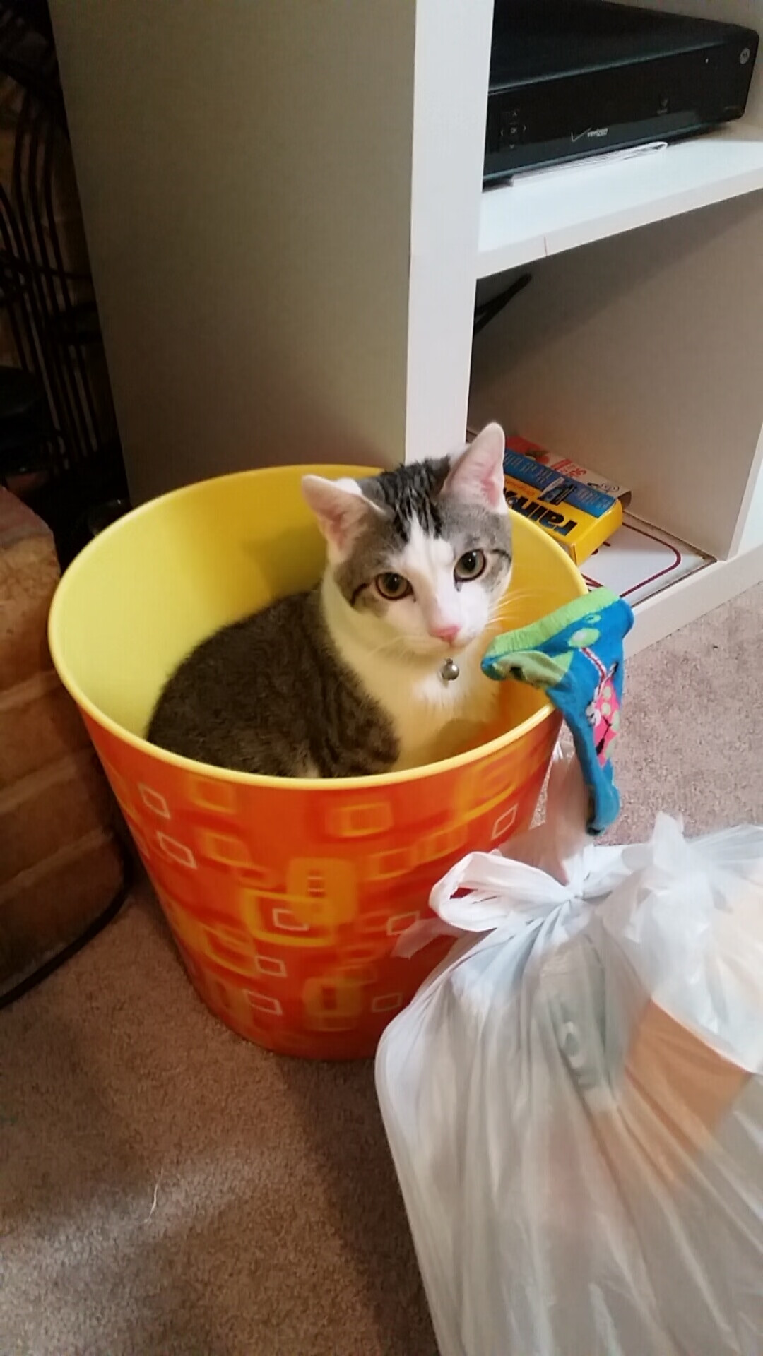 乐鱼app-美国传统马术赛事“Mustang Challenge”在拉斯维加斯成功举办，吸引众多观众参与。