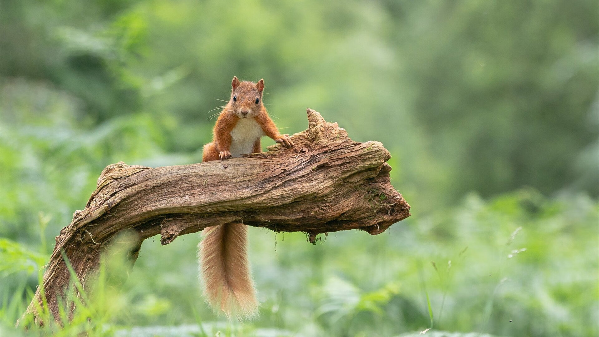 足球赛事数据包首次开放公众申请接口，足球数据api