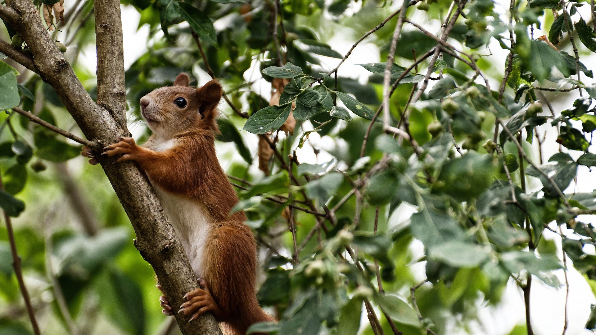 下载乐鱼体育APP-主裁判执法风格是否影响比赛节奏观赏性，主裁判执裁的基本要求