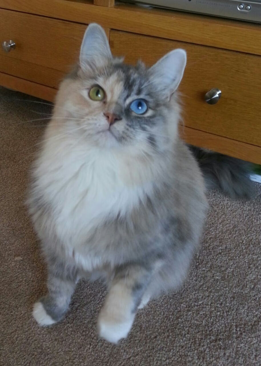 乐鱼电竞在线平台-主队球员在比赛中频频获得进球机会，持球队员有进攻3秒吗