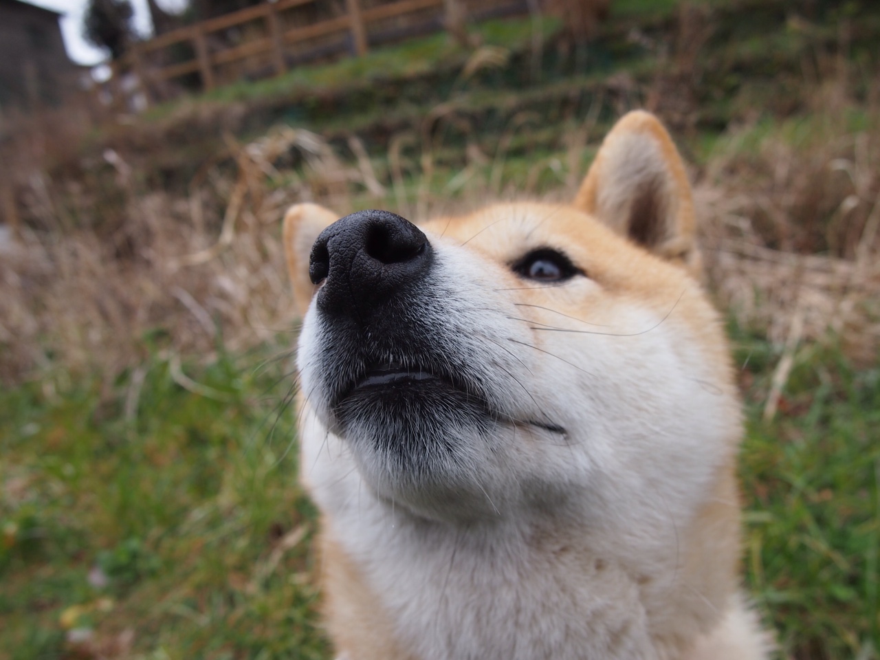 葡萄牙体育射手射门效率领先全队,葡萄牙足球射手榜