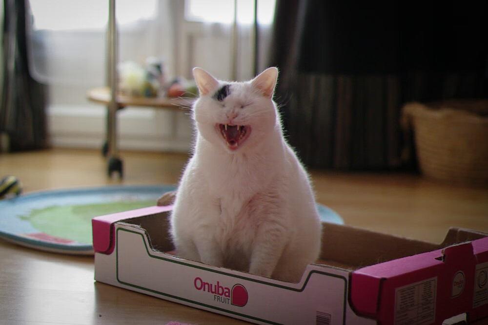 葡萄牙体育球员状态稳定，葡萄牙体育球星