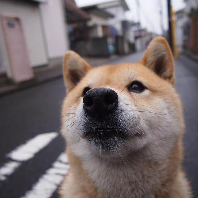 葡萄牙体育球员积极参与社区公益活动，葡萄牙球队人员