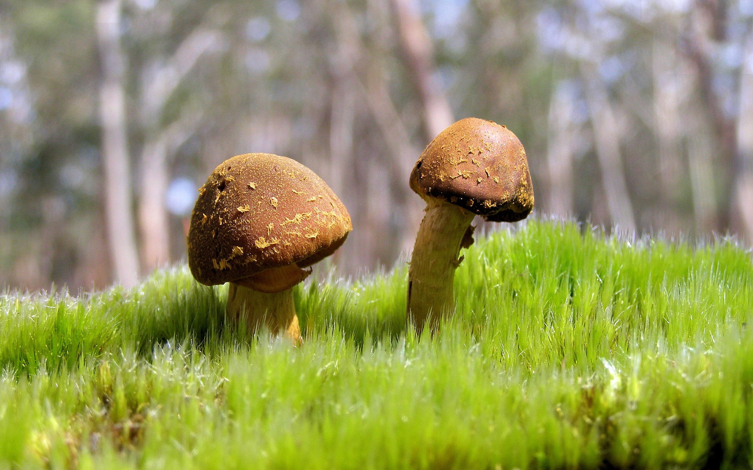 NBA球队青训教练员能力提升研究，nba教练团队配置