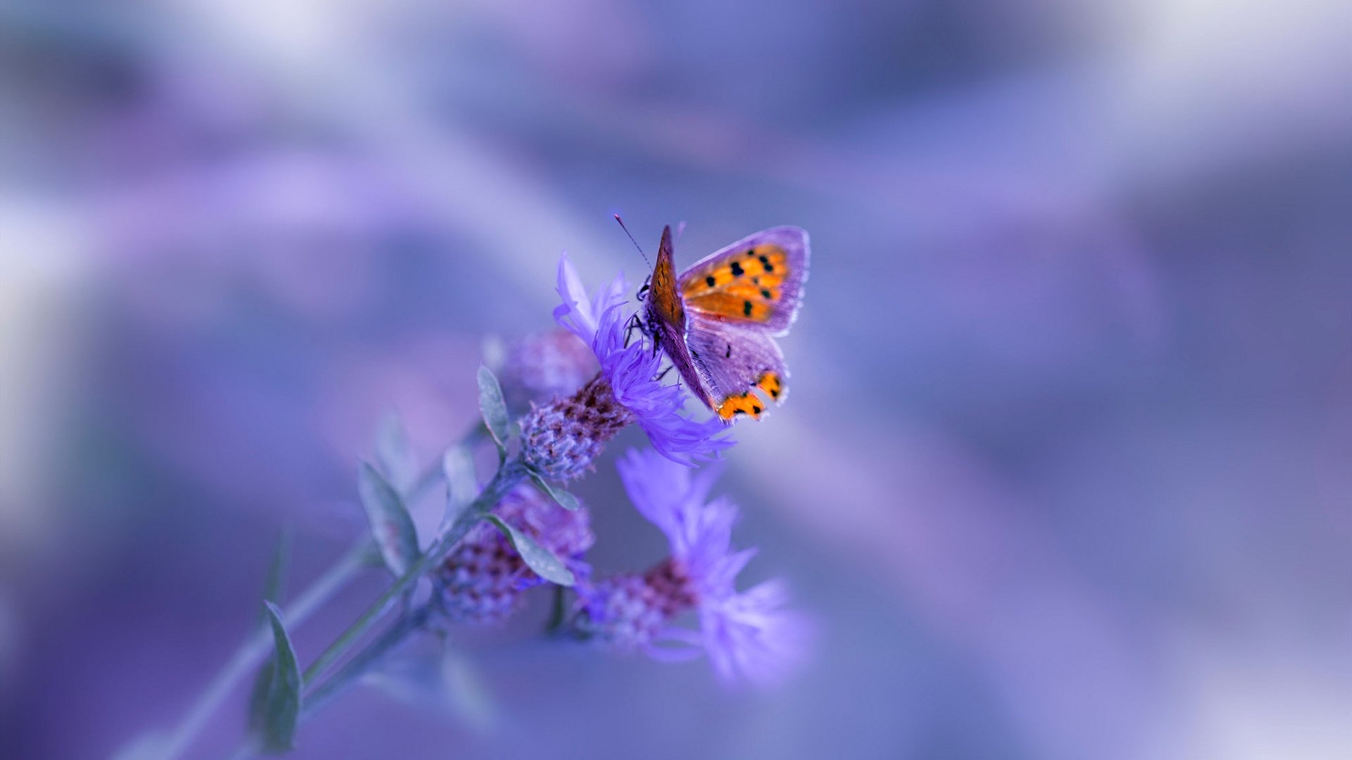 乐鱼电竞在线平台登录入口-体育赛事直播内容创新，体育赛事直播解说词