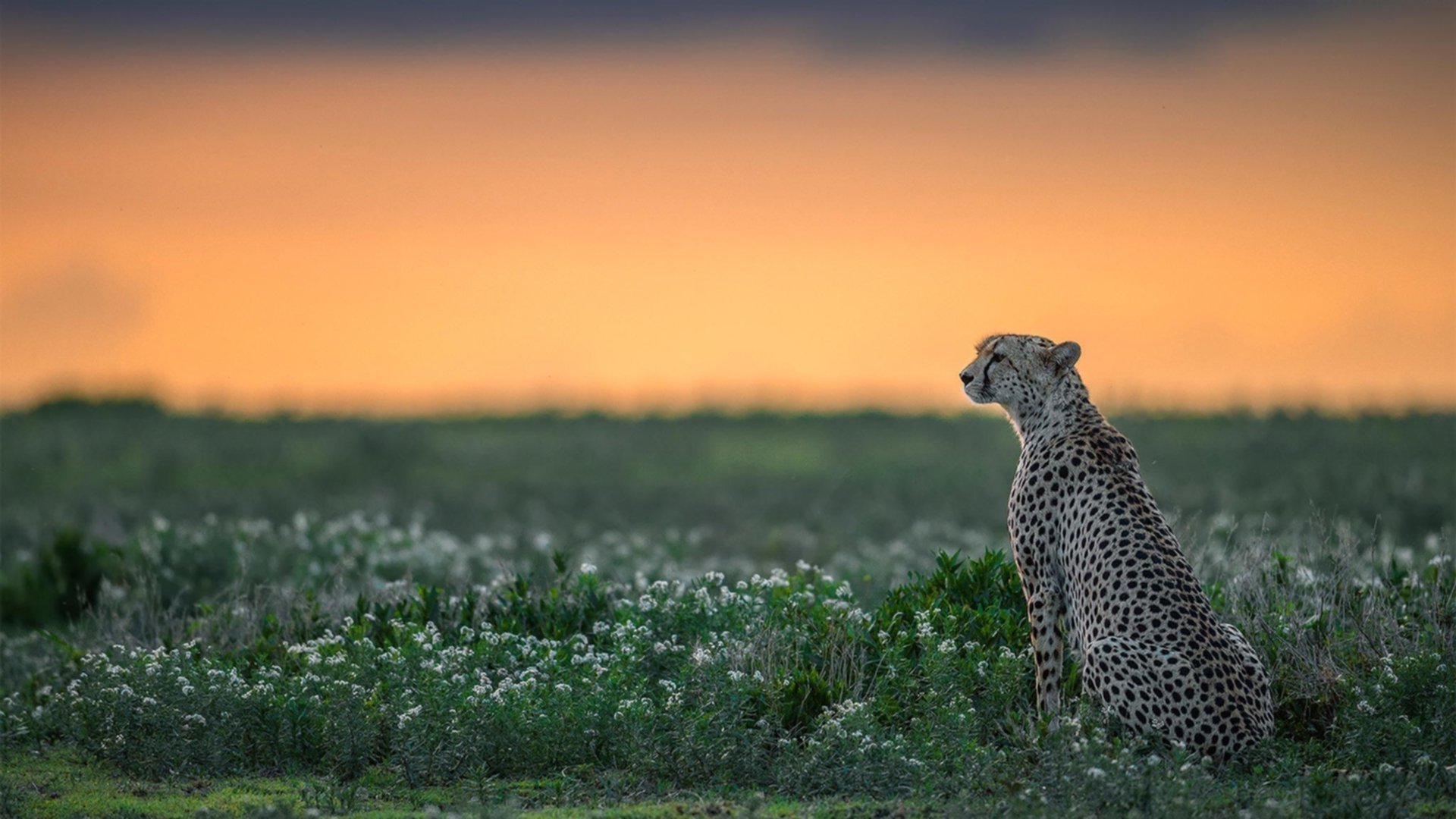 全民健身赛事品牌建设与推广策略分析,全民健身赛事运动项目介绍