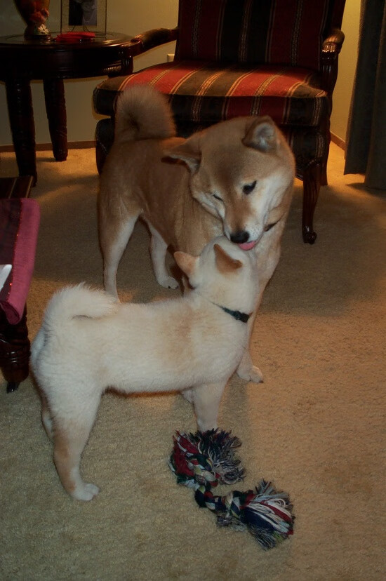 意甲裁判团队使用语义强化训练提升临场沟通流畅度，意甲裁判组