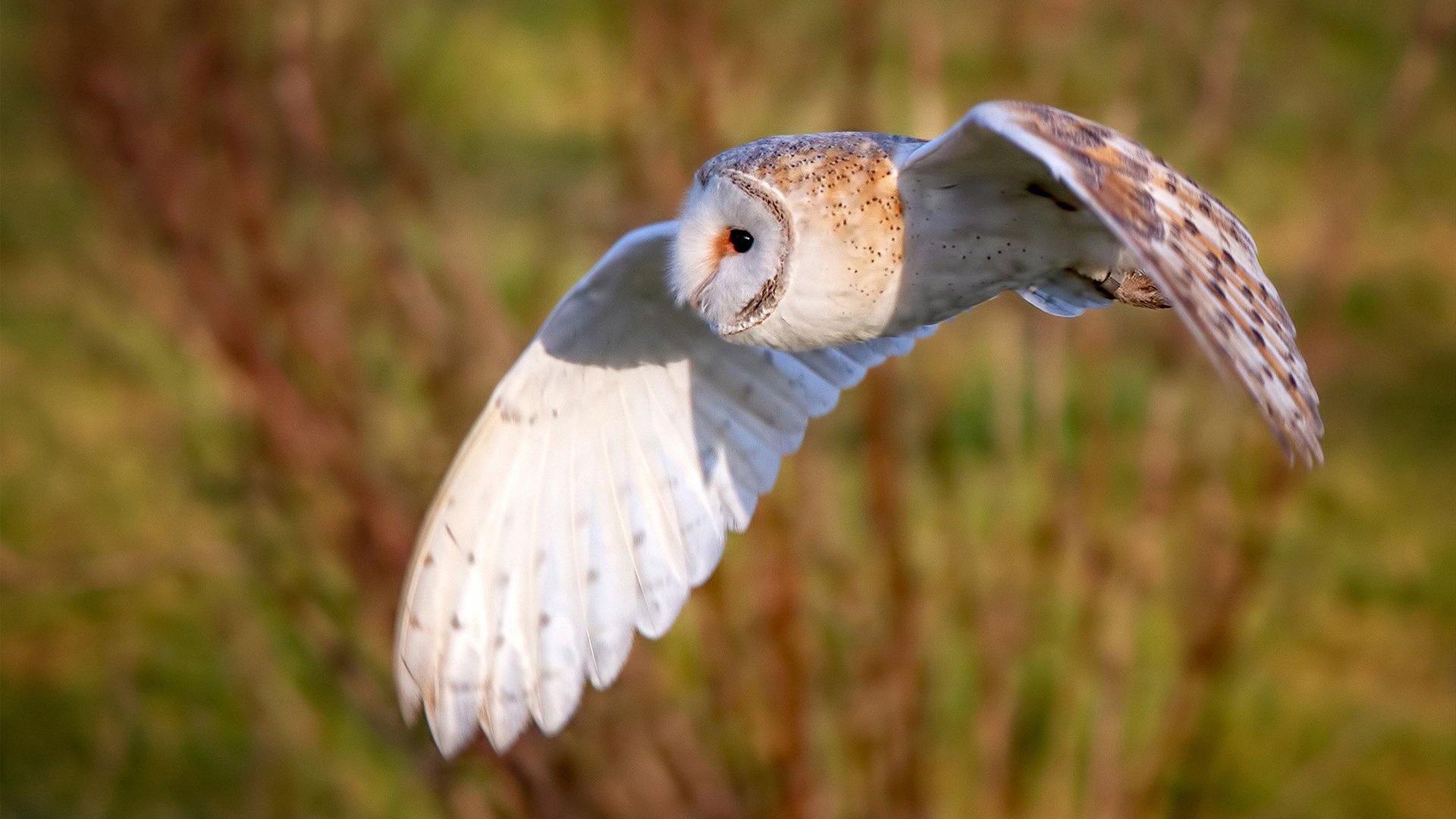 leyu乐鱼体育综合-意甲裁判团队结合语音语义识别提升跨国执法一致性