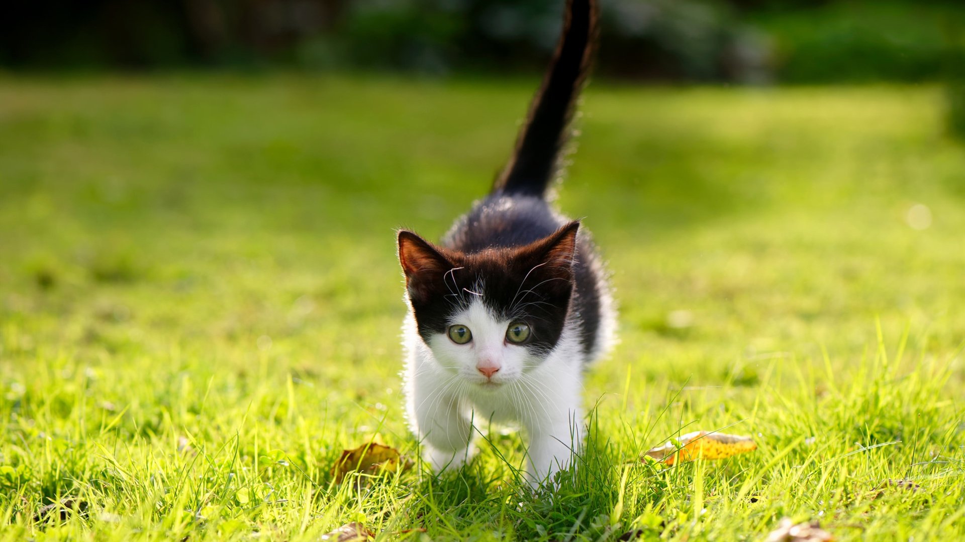 欧洲冠军联赛:小组赛进入白热化阶段,欧洲冠军联赛分组