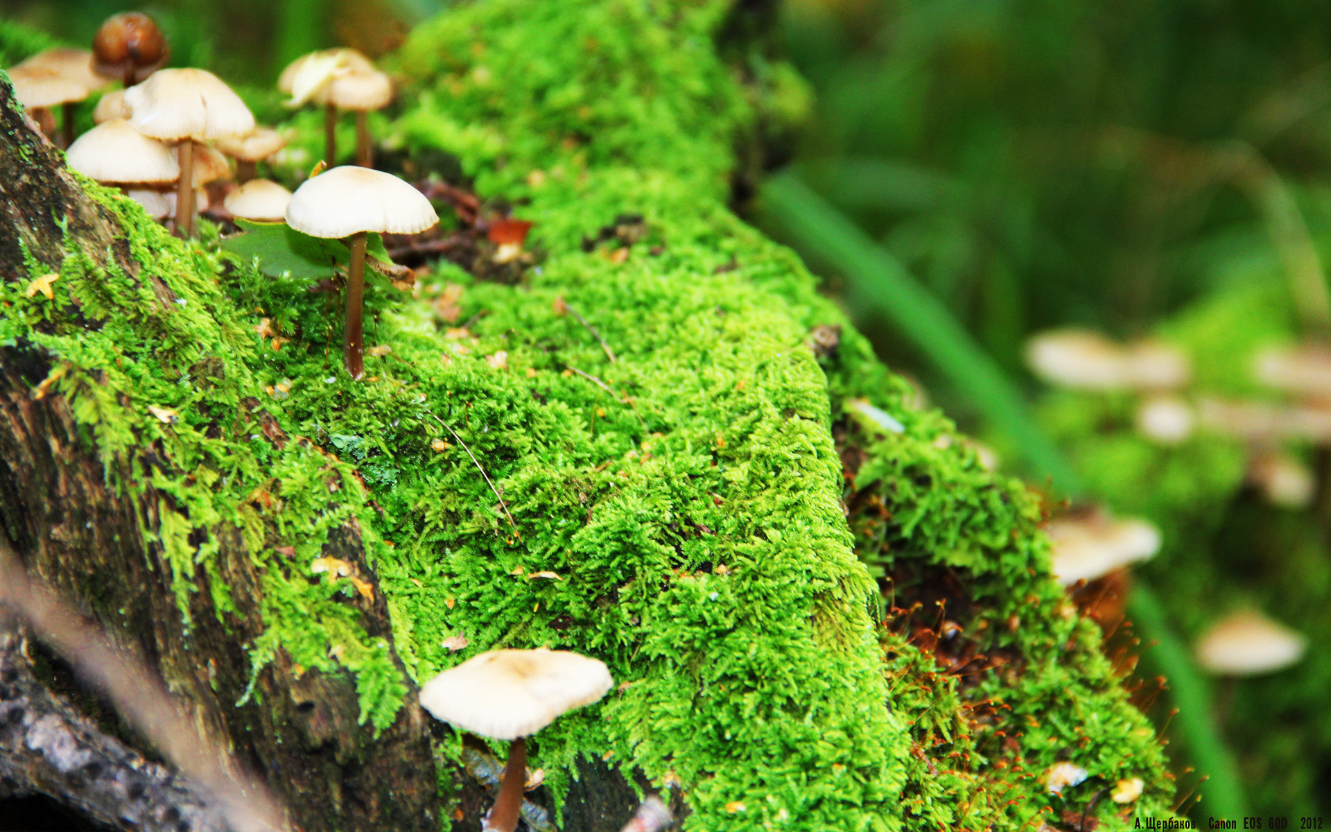 中国男篮战术执行力强 球队凝聚力明显增强，中国男篮队伍现状及未来发展