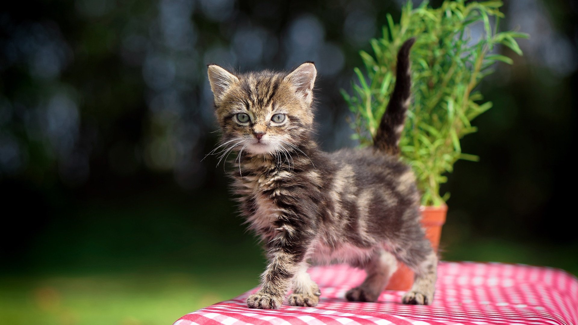 乐鱼娱乐app-决赛激战！乌兰多挑战极限，乌兰托亚个人资料