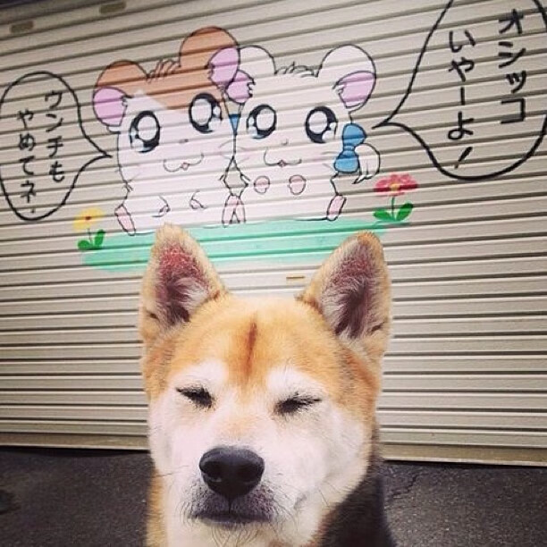 女子混合泳荷兰选手均衡发展,女子混合泳世界纪录