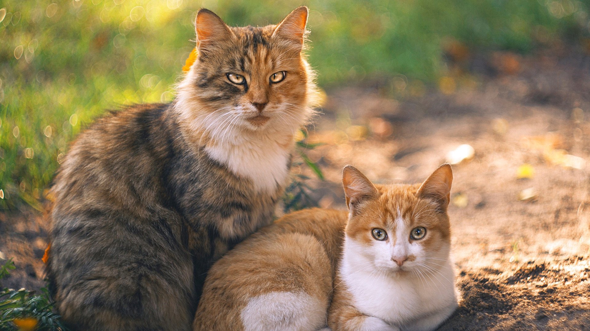 乐鱼体育App下载-女子足球进入青少年教育体系普及速度明显加快，女子足球青训