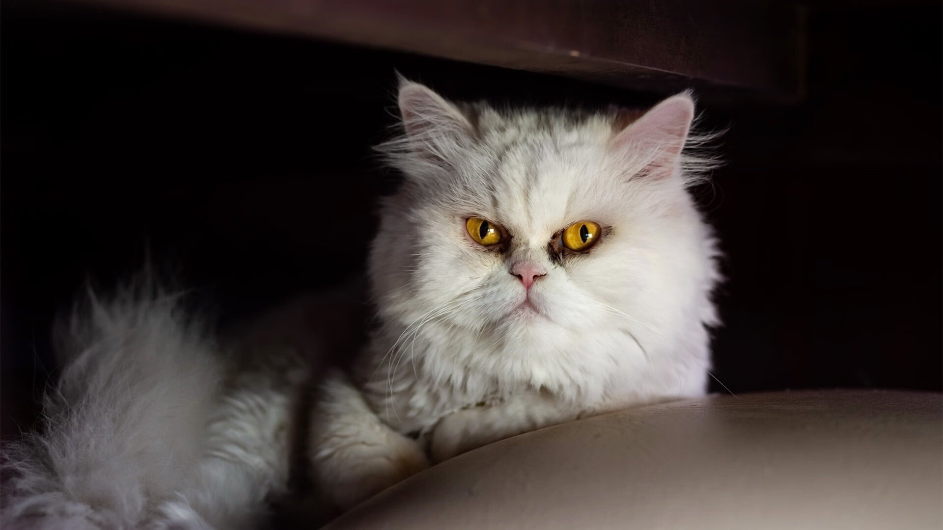 瑞安:全黑队的新生力量,为球队注入无穷活力,瑞安扫黑