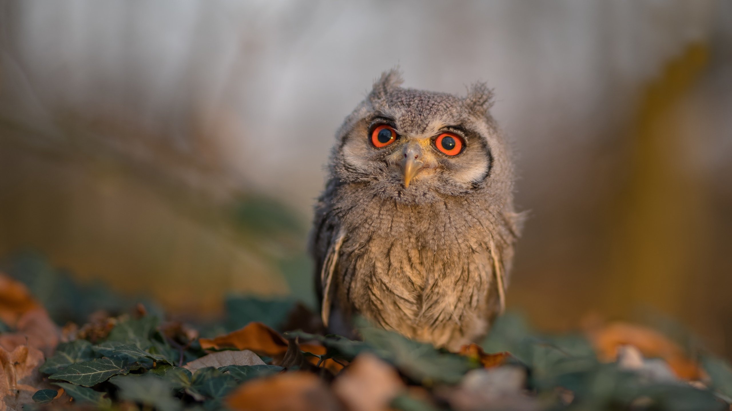 leyu.com-突尼斯人贾瓦迪挑战强手游出新高，突尼斯之夜 百度百科