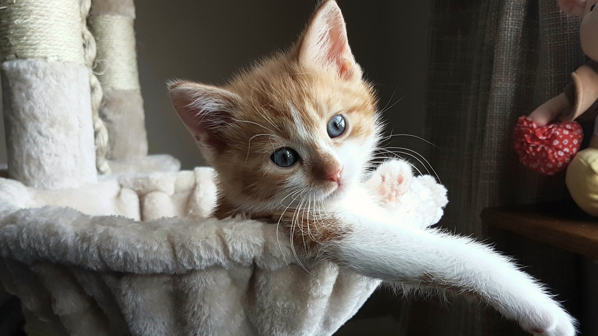 乐鱼app-自由泳冲刺摩纳哥展现速度优势