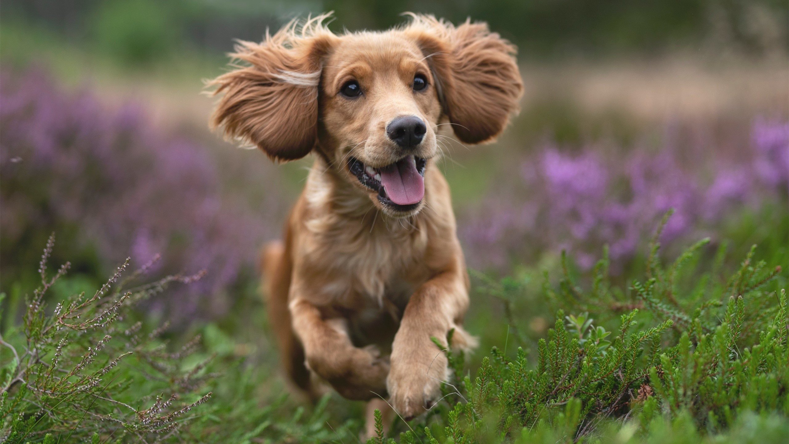 谷爱凌新动作尝试引滑雪圈讨论,滑雪冠军谷爱凌是中国人吗