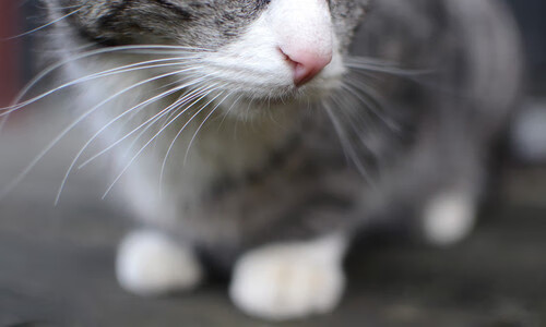 鹈鹕前锋参与公益篮球夏令营传授技巧,鹈鹕队小前锋